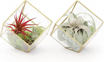 Air Plant Shop Heptahedron Geometric Glass Terrariums - Set of 2 Air Plants Holder-Tillandsia Red Abdita, Ionantha and Small Xerographica-Home and Garden Decor-Easy Care Indoor and Outdoor Plants