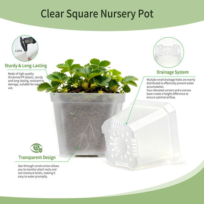 Plgardpo 4 Inch Clear Nursery Pots for Plants, 30 Pcs Square Plant Pots, Small Flower Pots for Plants, Hard Planters for Indoor Plants