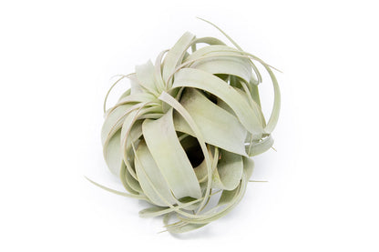 Large Xerographica Air Plants 5 to 7 Inch Wide - Air Plants Live Tillandsia Succulent House Plants Holders - Available in Wholesale/Bulk - Home and Garden Decor - Easy Care Indoor/Outdoor Plants(1 PC)