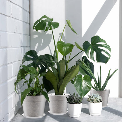Baderke 3 Pack Clear Nursery Pot Plastic Nursery Pot Large Plant with Drainage Holes for Root Health Indoor Outdoor (9.25 Inches,9.65 Inches,11.65 Inch)