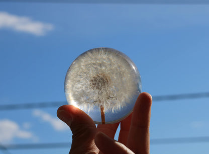 COREFLEX Real Dandelion Paperweight, Dandelion in Resin Ball in Gift Box, 2.75inch(70mm) Home Office Desktop Decor Decoration, Birthday, Wedding Gift and Valentine's Day