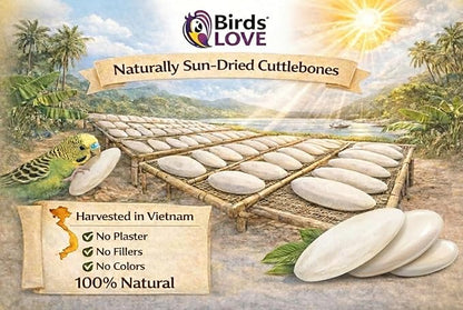 Birds LOVE 5.5-6″ Cuttlebone for Birds – 100% Natural Sun-Dried Calcium & Beak Conditioning Supplement for Parakeets, Budgies, Cockatiels, Finches & Canaries – 3 Pack with Holder – Made in Vietnam