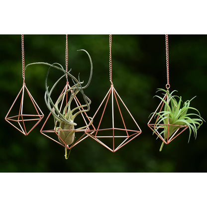 libproqia Hanging Air Plants Holders Geometric Airplant Hangers Rose Gold Tillandsia Holder Metal Pink Himmeli Metal Airfens Planter for Home Décor 4Pcs …