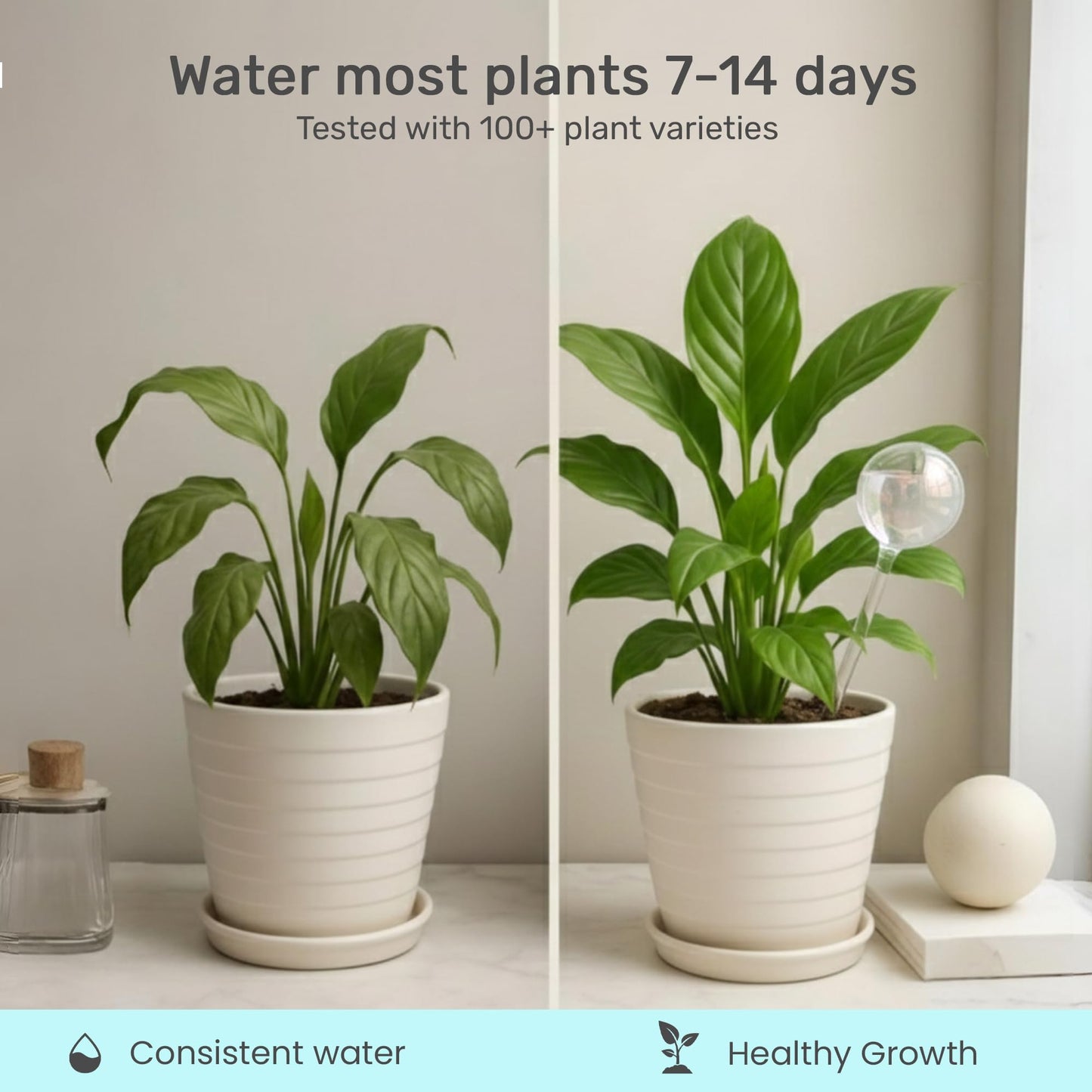 Little Green Leaf Automatic Plant Watering Globes Self Watering Planter Inserts (Set of 4) | Hands Free Clear Glass Bulbs | Planter Spikes to Support Indoor & Outdoor Plant Health (200ml)