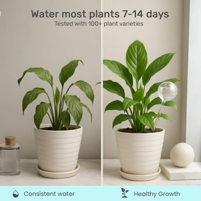 Little Green Leaf Automatic Plant Watering Globes Self Watering Planter Inserts (Set of 4) | Hands Free Clear Glass Bulbs | Planter Spikes to Support Indoor & Outdoor Plant Health (200ml)