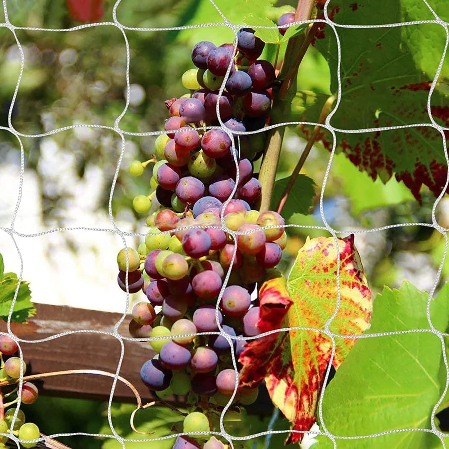 Tcamp Trellis Netting for Climbing Plants, Cucumber Trellis for Garden (5Ft x30Ft, 6" Square Mesh Ployester, 2 Pack)