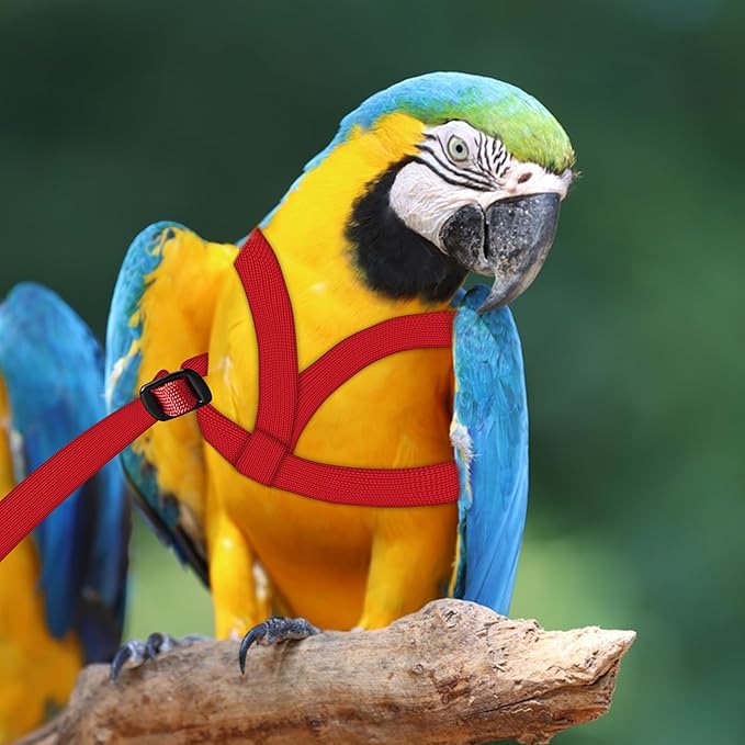 2 pcs Pet Parrot Bird Harness and Leash, Adjustable Training Design Anti-Bite, Outdoor Flying Training Rope Kit for Bird Parrots Fits Birds Chest Between35-62cm /13.78-24.41inch - L (red)