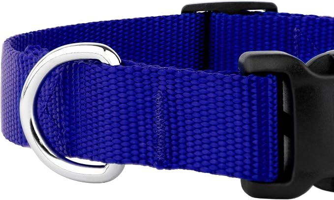 Country Brook Petz - Everyday Nylon Dog Collar and Leash - 10+ Cool Colors (3/4 Inch, Medium, Bright Royal Blue)