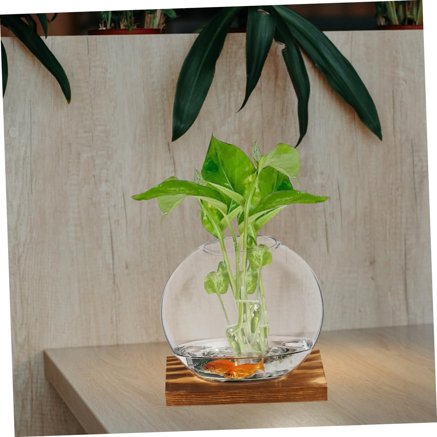 UPKOCH 2Sets Clear Glass Vases with Natural Eucalyptus Base Small Plant Terrarium for Home Decor Hydroponic Display Artistic Design for Indoor Plants and Decorative