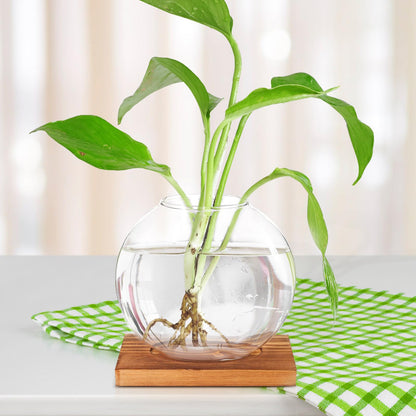 LIFKOME Glass Hydroponic Planter Bottle with Retro Wooden Base, Desktop Glass Plant Vase for Home and Office Décor, Flower Hydroponics Terrarium for Indoor Gardening