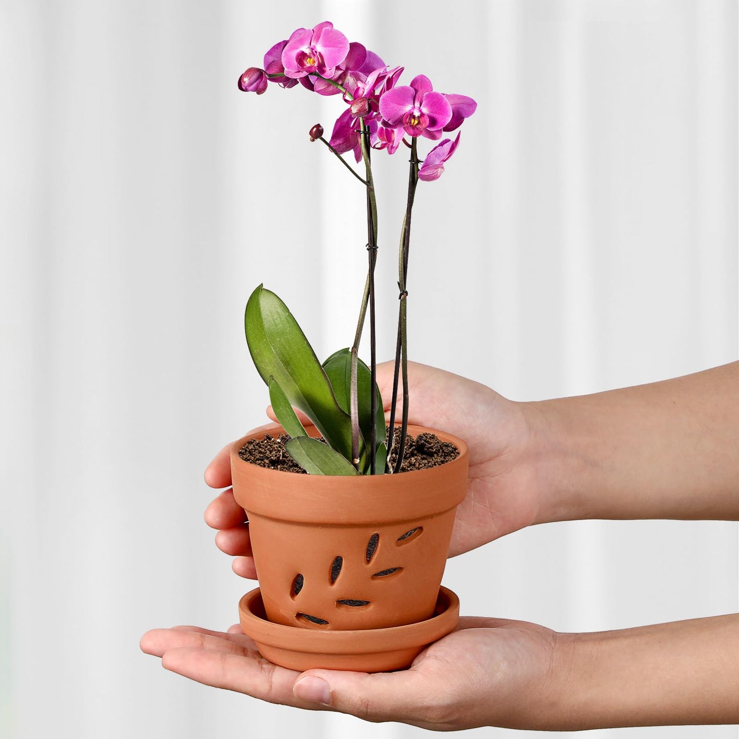 JUXYES 6 Pack Small Terracotta Orchid Pots with Holes and Saucers, Clay Orchid Planter Pots for Repotting, Plant Flower Pots for Orchid Indoor and Outdoor Promotes Air Circulation, 4 Inches