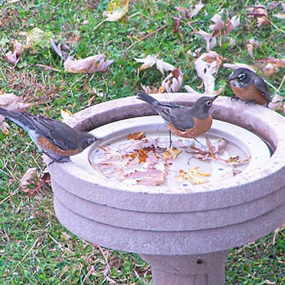Songbird Essentials SE6017 Bird Bath Raft (Set of 1)