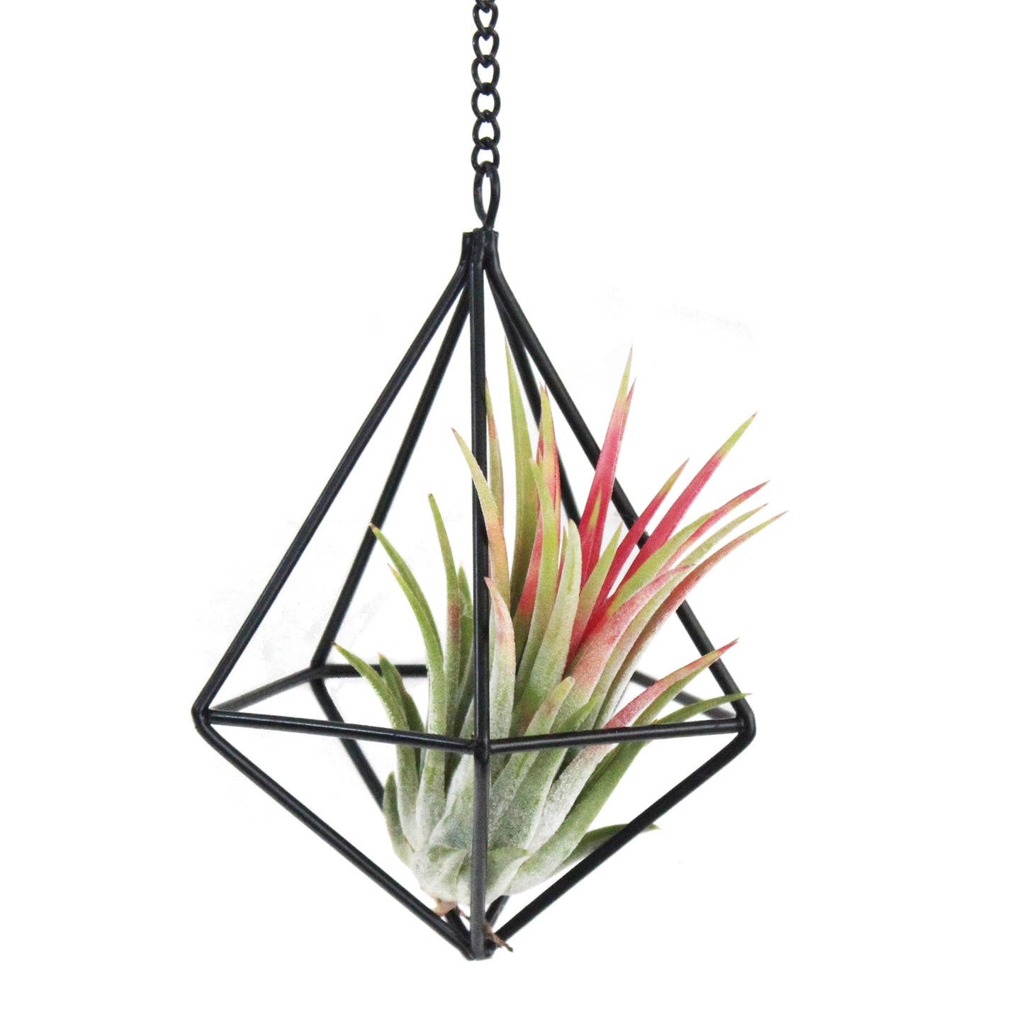 PUDAPU 6 Pack Gold Diamond Hanging Air Plant Holders with Chains, Small Unique Metal Air Plants Live Holders for Tillandsia and Air Ferns, Indoor Hanging Planter Decor