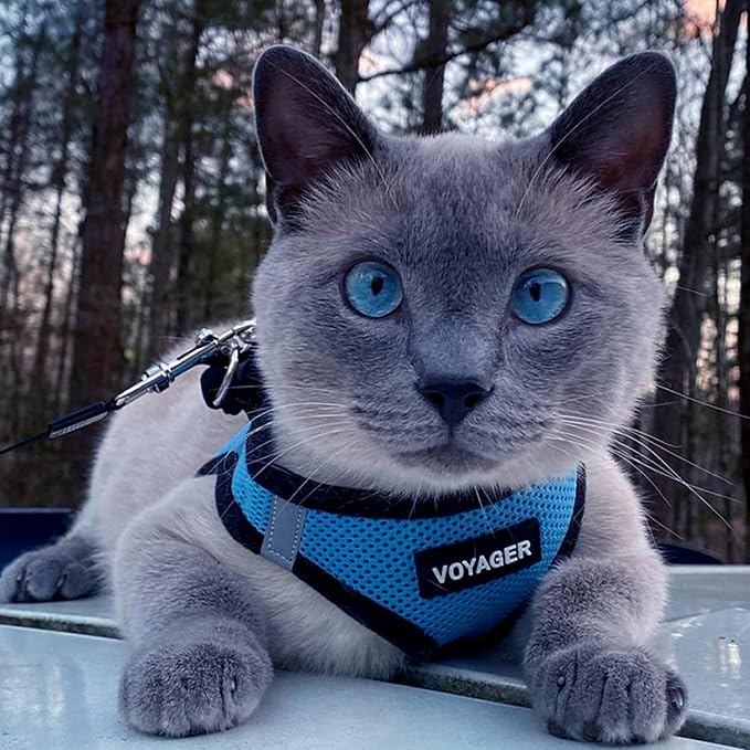 Best Pet Supplies Voyager Step-in Air All Weather Mesh Harness and Reflective Dog 5ft Leash Combo with Neoprene Handle, for Small, Medium and Large Breed Puppies - Baby Blue/Black Trim, X-Small