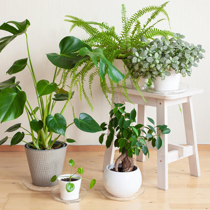 YOUEON 24 Pack Clear Plant Saucers with Feet, 6/8/10/12 Inch Heavy Duty Plastic Plant Drip Trays, Flower Pot Trays, Plant Water Catcher Tray for Indoor & Outdoor Plants, Round, 4 Sizes