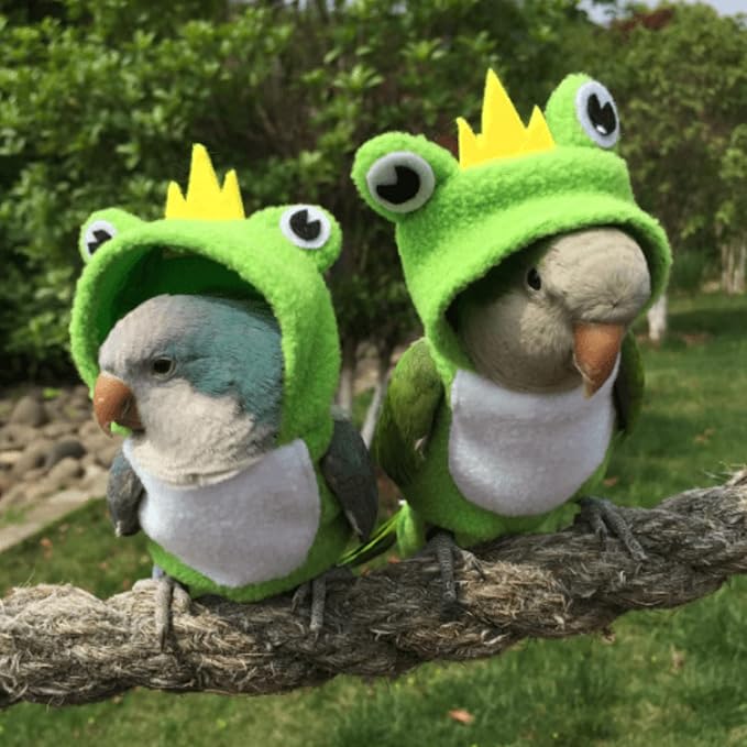 Bird Costume Diaper Flight Suit Frog Shape Hoodie Clothes Cosplay Photo Prop for Parrots Parakeet Cockatiel Sun Conure, Small Animals Apparel (Pink Without Diaper, Medium), Green