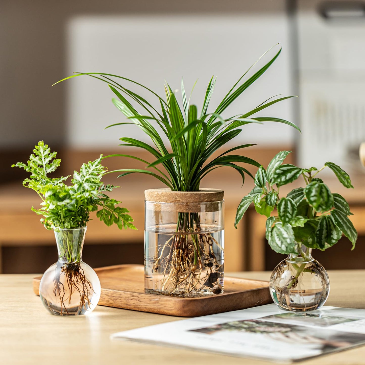 Plant Propagation Stations, 2 Style Glass Planter Terrariums, Propagation Vases for Plant, Plant Propagation Jars for Hydroponic Planter Home Office Tabletop Decoration (4)
