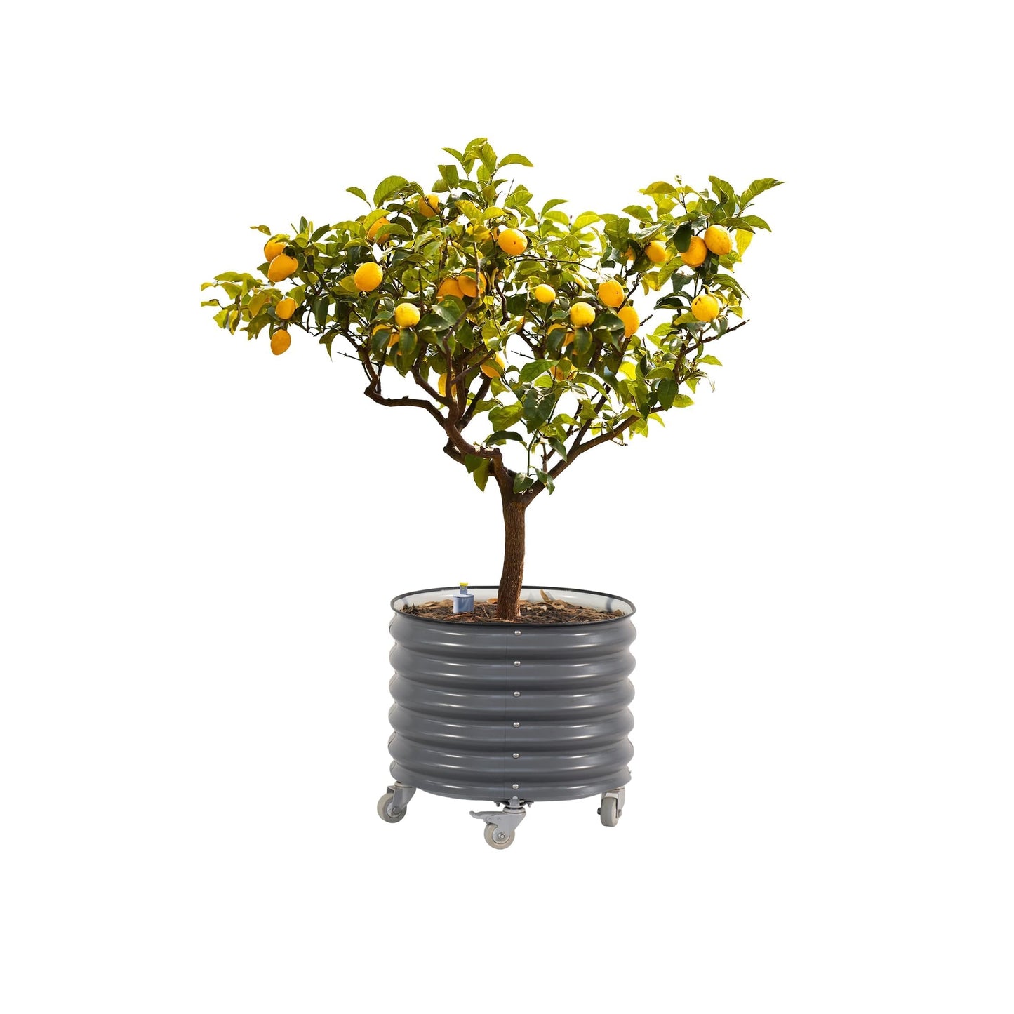 Rolling Metal Citrus Tree Planter, Self-Watering Round Large Pot for Growing Trees Tomatoes Outdoor Plants Vegetables and Flowers, Raised Garden Bed with Wheels for Porch Patio & Backyard, Modern Gray