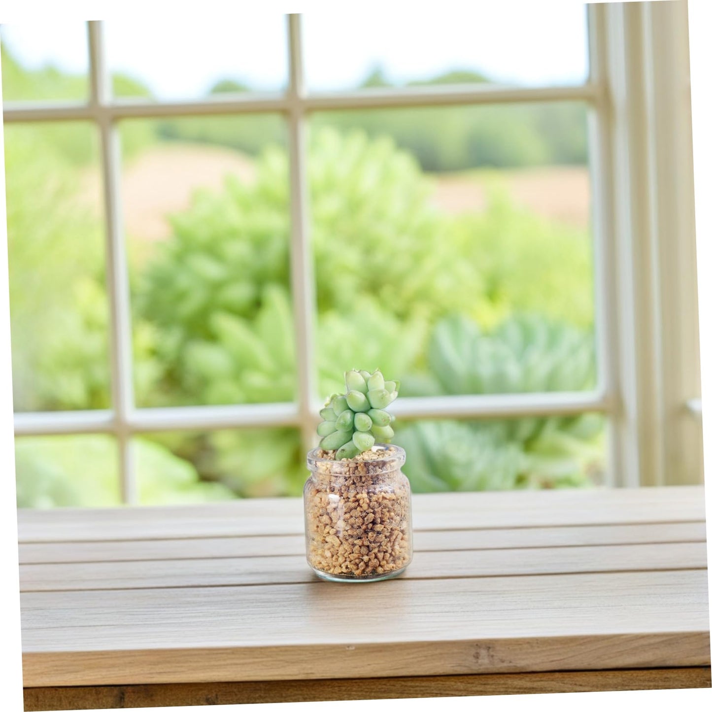 ANDRESLAD 10pcs Miniature Glass Bottles for Succulents Test Tube Vases for Micro Landscape Terrariums for Plant Propagation and Decorative Displays