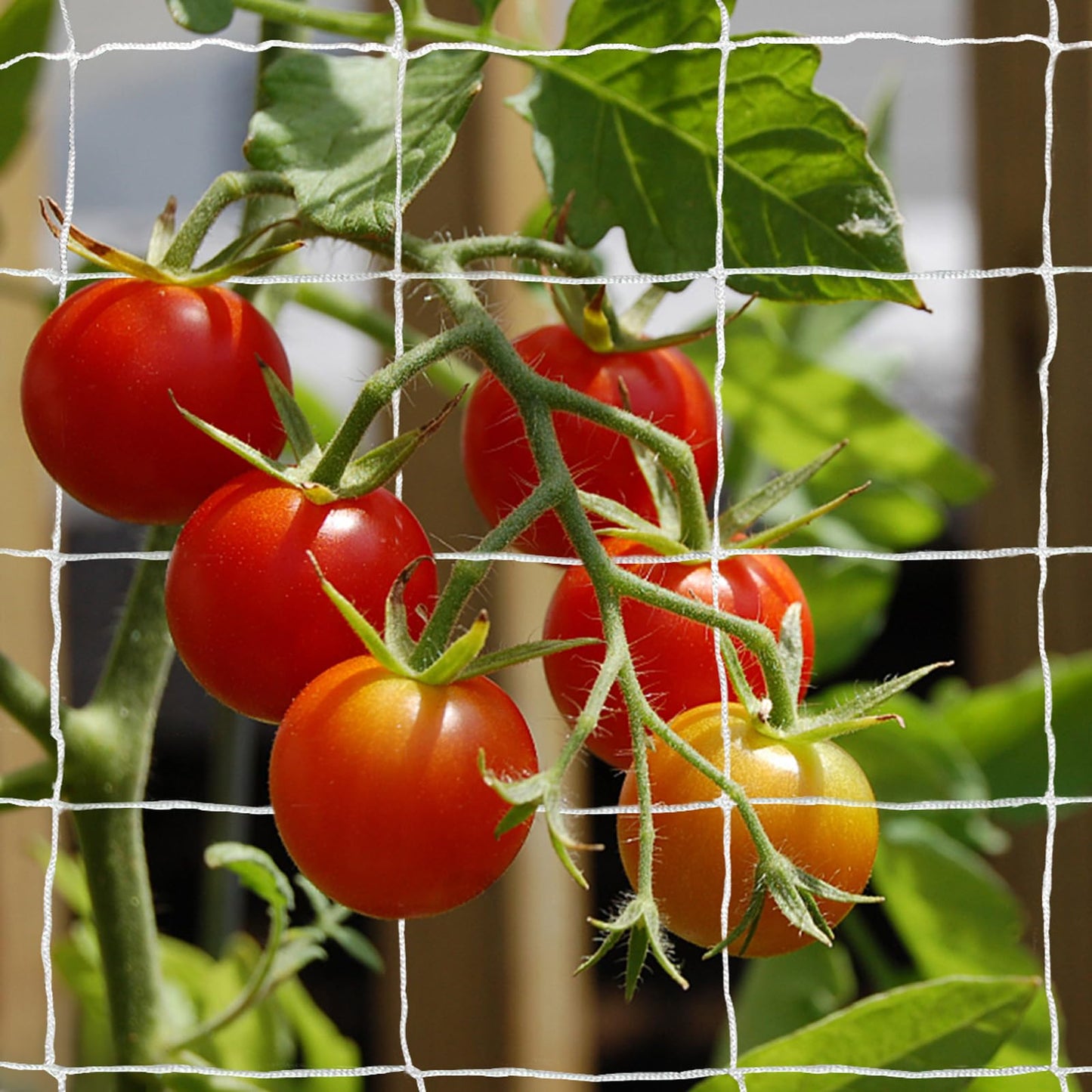Tcamp Trellis Netting for Climbing Plants, Cucumber Trellis for Garden (5Ft x30Ft, 6" Square Mesh Ployester, 2 Pack)