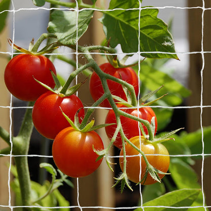 Tcamp Trellis Netting for Climbing Plants, Cucumber Trellis for Garden (5Ft x30Ft, 6" Square Mesh Ployester, 2 Pack)