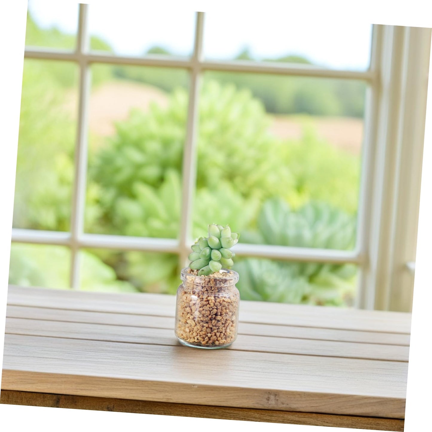 Toyvian 10pcs Elegant Miniature Glass Succulent Vases for Air Plants Display Micro Landscape Bottle Plant Propagation Jars