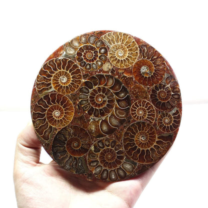 ZHDECOR Natural 11cm Natural Ammonite Shell Plate with Shelf, Mineral from Madagascar Circle Disk, Reiki Crystal Healing Stones Decorations