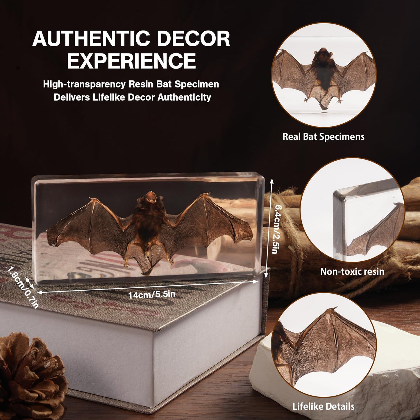 Taxidermy Bat, Real Bats Specimens High Quality Resin Animals for Science Classroom Science Education, Bat Decor Great Gift for Taxidermy, Animal Skull, Oddities, Biology (5.5x2.5x0.7 Inch)