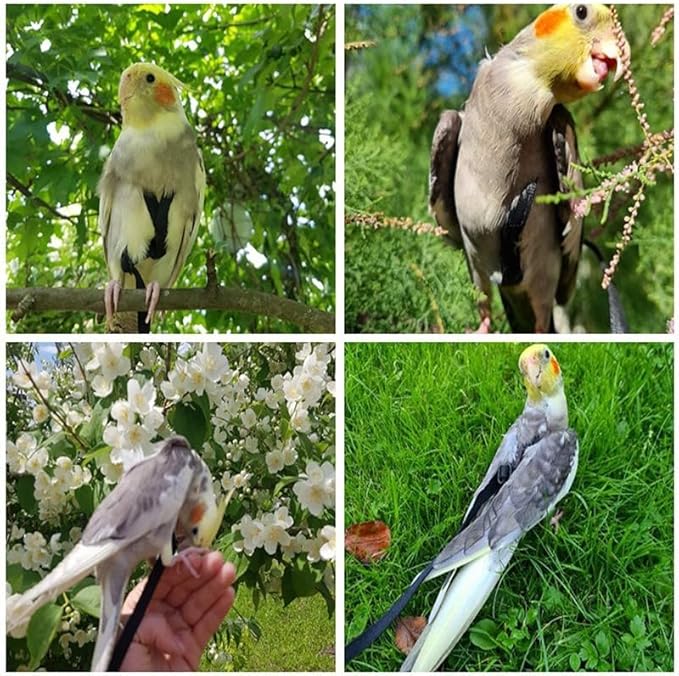 Adjustable Bird Harness and Leash,Anti-Escape Durable Nylon Parrot Harness, Flying Training Rope Parrot Leash for Small Medium Large Breed Parrots Fits Chest Under 24.4'', Blue L