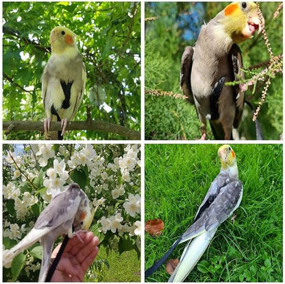 Adjustable Bird Harness and Leash,Anti-Escape Durable Nylon Parrot Harness, Flying Training Rope Parrot Leash for Small Medium Large Breed Parrots Fits Chest Under 18.5'', Black S