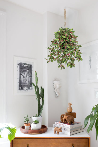 Briful Artificial Hanging Plants in Black Pot 17.7" Lifelike Trailing Faux Watermelon Peperomia Silk Plant with Cascading Greenery Fake Hanging Greenery for Indoor & Outdoor Home Garden Décor