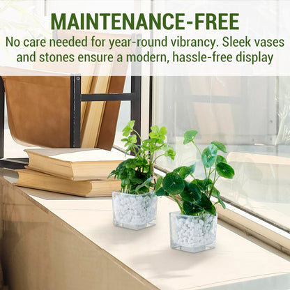 MyGift Artificial Clover and Taro Plants in Clear Glass Vase with Decorative White Stones, Set of 3