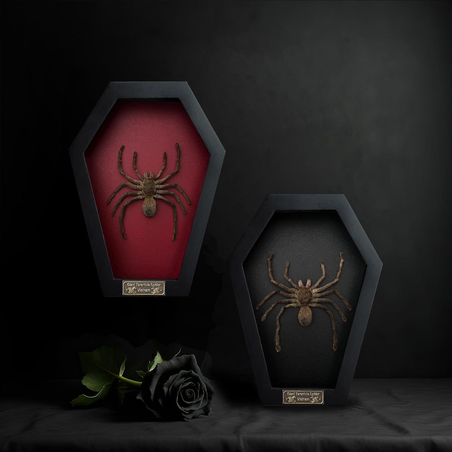 Real Spider Tarantula Gothic Witchy Spooky Beetle Bug Entomology Shadow Box Insect Oddity Curiosities Taxidermy Wall Art Home Decor Living Gallery CF18-56-DO