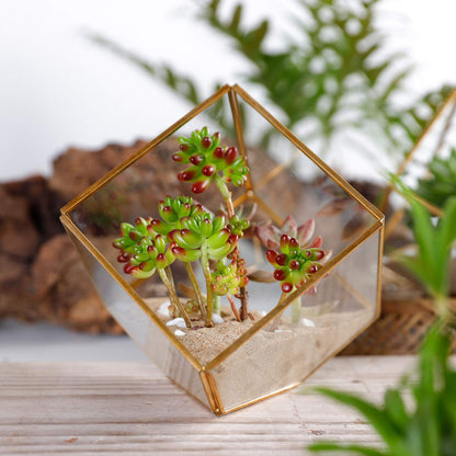 ELEGANTLIFE Glass Geometric Plant Terrarium,Succulent & Air Planter for Home Garden Office Decoration(Gold Cubic Set of 2)