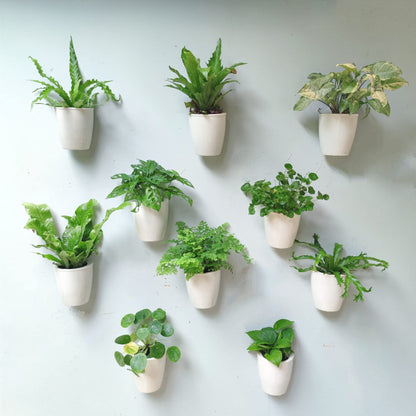 ShopLaLa Bundle - 2 Pack Wooden Wall Planter + 10 Pack, 4 Inch Self Watering Plastic Planters White Plant Holder, Modern Hydroponic Wall Pot Vertical System for Living Plant, Garden