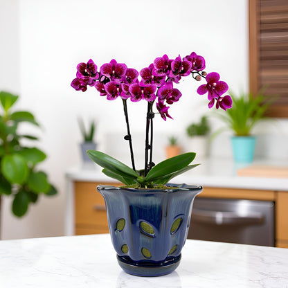 Grdthzey Ceramic Orchid Pots with Holes 6 inch (Dark Blue)