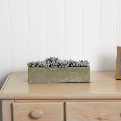 Nearly Natural Succulent Garden with Textured Concrete Planter
