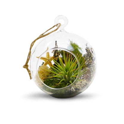 WGV Hanging Terrarium Globe, Width 4", Height 4.75", DIY Air Planter, Clear Glass Round Vase, Candle Holder, Home Office Decor Orb, 1 Piece