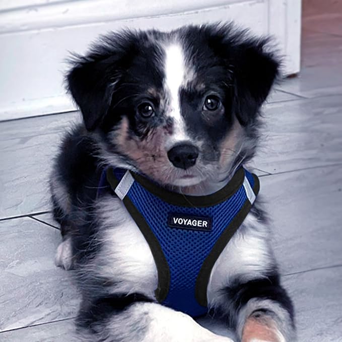 Best Pet Supplies Voyager Step-in Air All Weather Mesh Harness and Reflective Dog 5ft Leash Combo with Neoprene Handle, for Small, Medium and Large Breed Puppies - Royal Blue/Black Trim, Medium