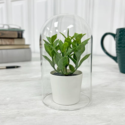 Plymor 3" x 5" Glass Display Dome Cloche (no Base)