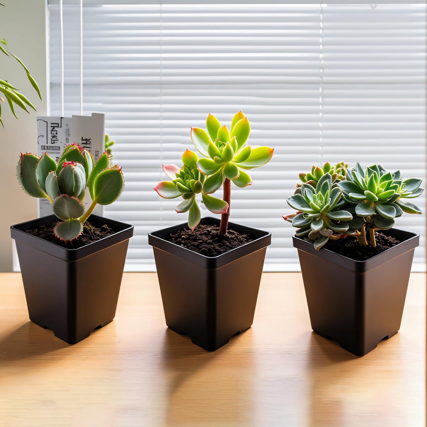 XCRUI Square Nursery Pots 60Pcs 3" Deep Succulent Plastic Pots Small Flower Planter Seeds Starter Germination Pots for Plants, Succulent, Flower