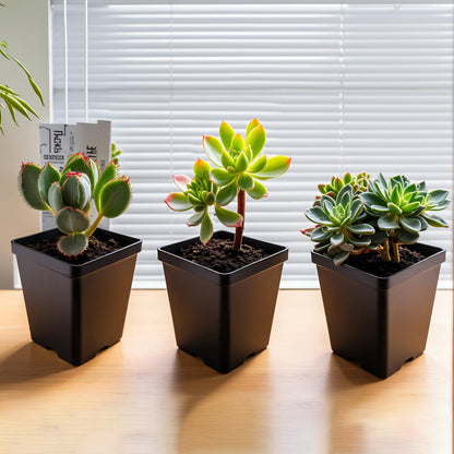 XCRUI Square Nursery Pots 60Pcs 3" Deep Succulent Plastic Pots Small Flower Planter Seeds Starter Germination Pots for Plants, Succulent, Flower
