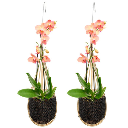 Yookeer 2 Pack Hanging Orchid Planter 4 Inch Thai Bamboo Hanging Orchid Basket with Metal Hook Decorative Bird Nest Style Plant Hangers for Trellis & Gazebo Indoor Outdoor Patio Garden Flower Planter