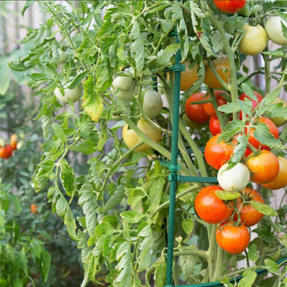 Growsun Tomato Stakes 5ft Metal Plastic Coated Garden Stakes Plant Cage Supports Treills Climbing for Tomatoes,Trees,Cucumber,Fences,Beans,25 Pack