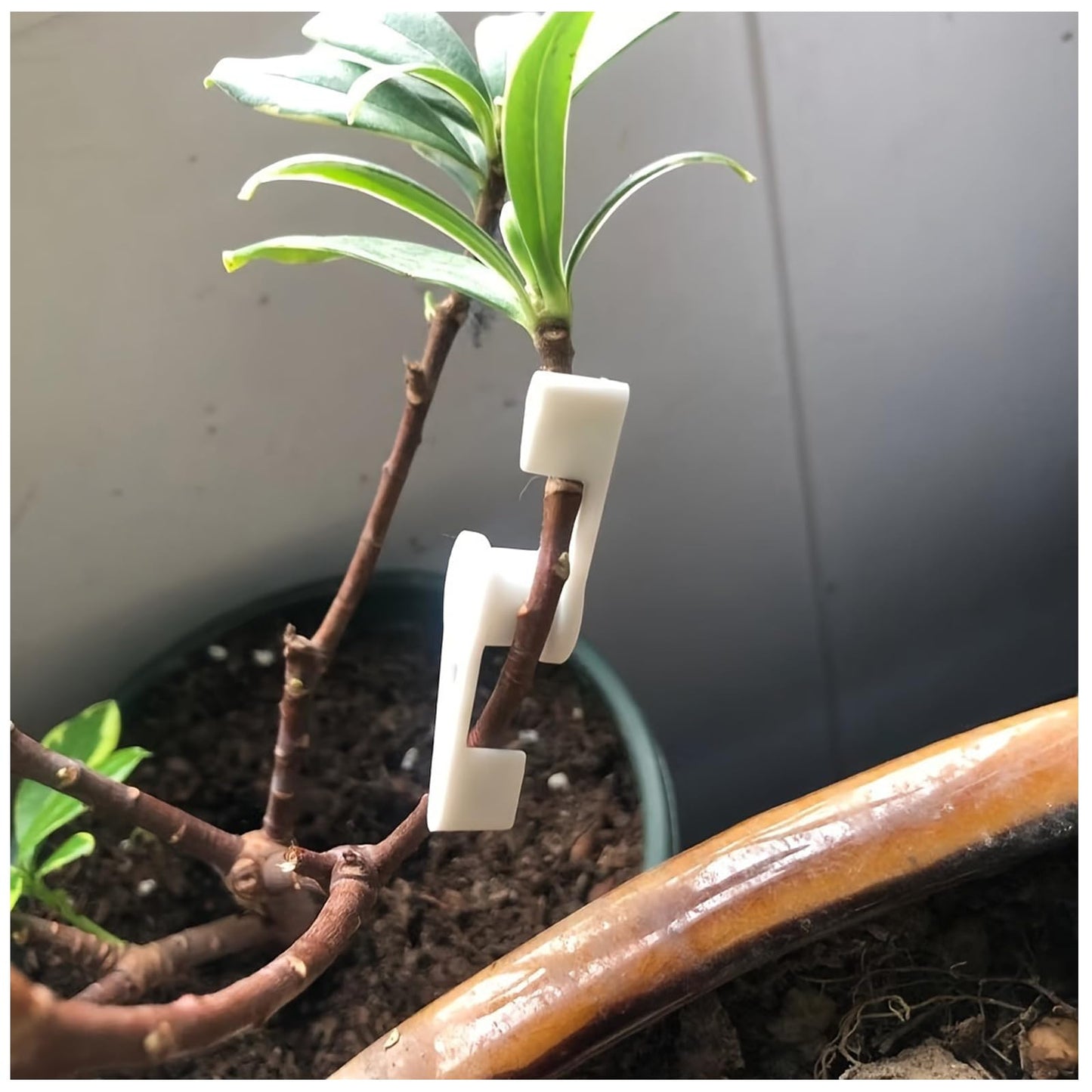 120 Pcs 360 Degree Adjustable Plant Clips VOVCAMLS Plant Trainer Plant Support Clips 360 Degree, Plant Stem Trainer for Bending Plant Stems and Changing The Growing Direction (60* Green, 60* White)