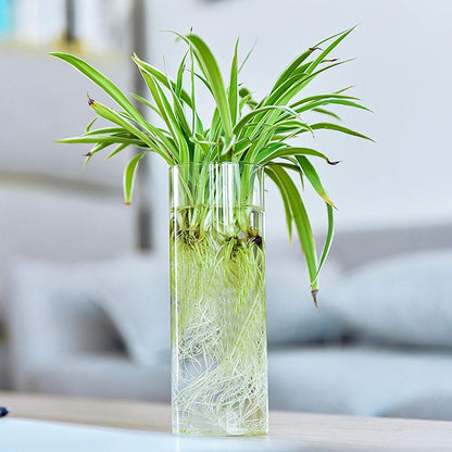 Fasmov 6 Pack Wall Hanging Glass Planters, Terrarium Holders for Air Plants, Succulents, Flowers - Square, Clear Vase Containers for Plant Display and Decoration