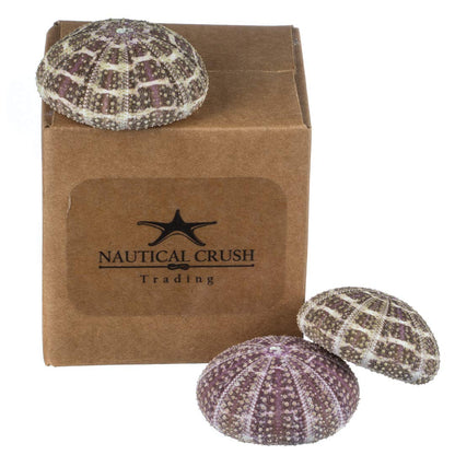 Alfonso Sea Urchins Shells for Air Plants - 3 Alphonse (3-4") Sea Urchin Shells - Hanging Air Plant Holder - Air Plants Live Holders - Air Plant Pot - No Plants Included