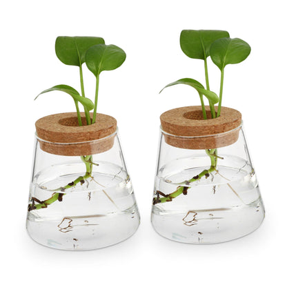 JUMPLAWN 2pcs Hydroponics Glass Planter Stylish Desktop Terrarium for Chic Water-Planting Vase for Indoor Gardening for Plant