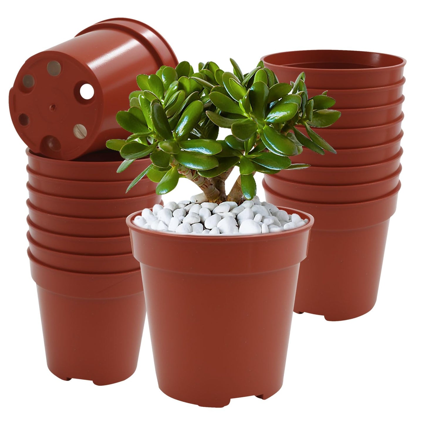 verkelly 50 Pack 2 Inch Mini Plastic Plant Pots with Drainage Holes - Small Round Nursery Seedling Pots Ideal Seedling Starters
