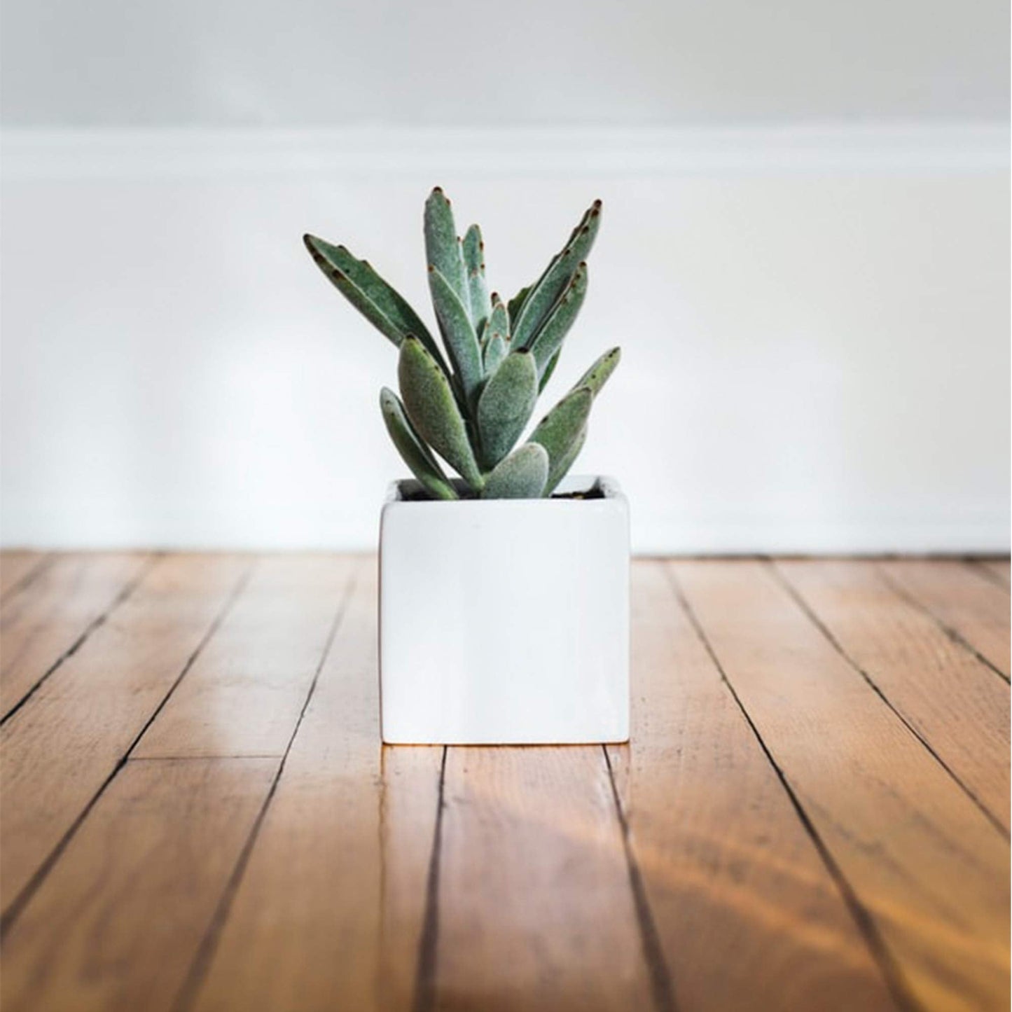 WGVI WGV Ceramic Cube Vase Width 3" Height 3" (Fits 2.5" Pot) Elegant Modern Small Square Floral Planter Terrarium Container Table Dresser for Event Accent Home Office Decor White 1 Piece